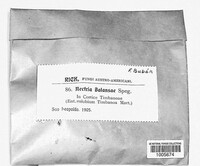 Image of Nectria balansae